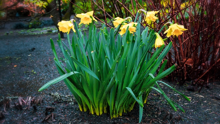 Precautions for raising flowers in winter